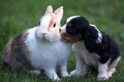 2026年5月4日吉日：属兔相冲，属狗相刑，宜嫁娶、出行