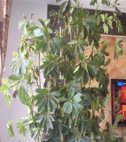 如何在家中摆放鹅掌藤风水图，寻找鹅掌树图片大全？