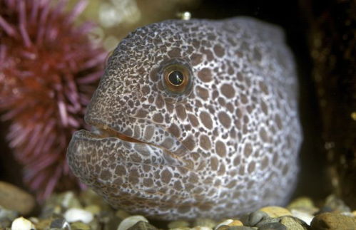 世界上最长的鱼，世界上名字最长的鱼是哪一种？