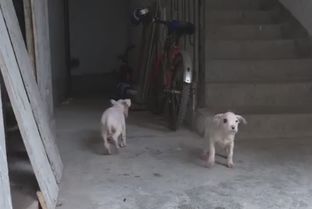 邻居养狗会对我们小区的风水产生不良影响吗？