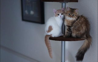 一、神秘感：构建情感连接的核心要素