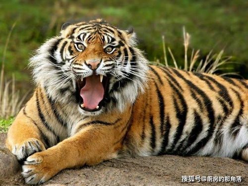 三、 较小老虎简笔画技术手段要点及教学流程解析