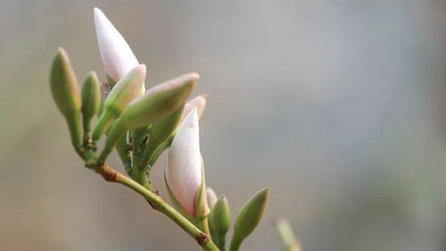 白露时节会对应哪个生肖，又开哪种花卉？