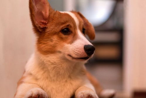 2026年属狗的人事业中会遇到哪些贵人？需要注意哪些事业问题？