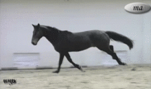 哪个生肖代表跑得最快的两腿动物，哪种两腿动物速度最快？