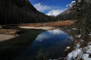 2. 植物与色彩配置——鼠、 兔、虎等生肖的细分指引