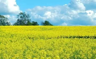 梦见大片油菜花预示着什么含义？