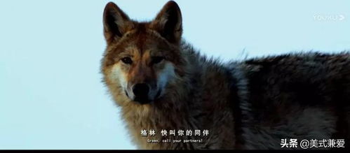 一、 事件背景与初始反应