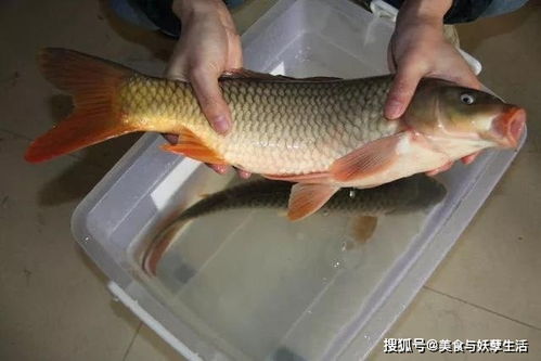 黄河鲤鱼作为风水鱼的说法，究竟有没有依据呢？