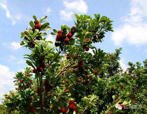 4. 除了杨梅还嫩吃什么？石屏美食大盘点