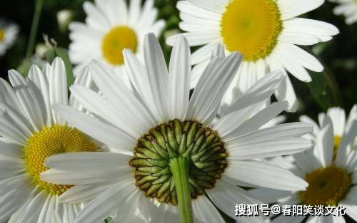 “庆”字的深层含义：不仅仅是喜庆