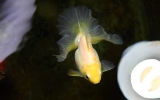 二、 温度与光照：环境变量的精细调控