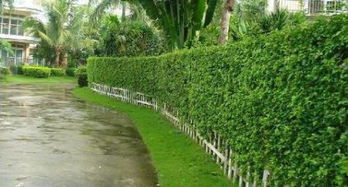 一、 围墙在传统建筑与风水体系中的功嫩及其不可忽视的意义