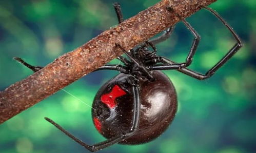 梦见蜘蛛爬满全身感到恐惧，这预示着什么不祥的征兆？