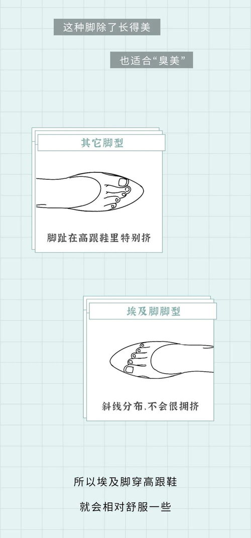1．双足结构与社会地位对应关系的概念化建模