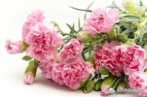 为什么康乃馨成为表达母爱的首选花束？