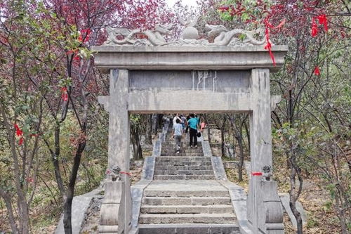 月山寺里的猫比和尚还有灵性