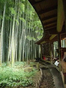 楼上种竹子对风水有影响吗？