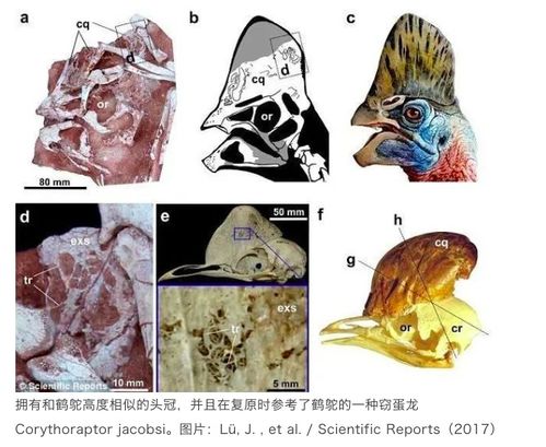 手长脚短生肖，一长一短脚打一生肖是哪位？