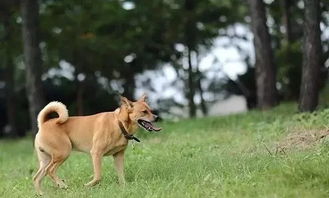 家里风水对狗狗的生活和运势会有怎样的影响呢？