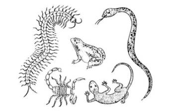 南方生肖中，虫字旁代表哪些生肖？