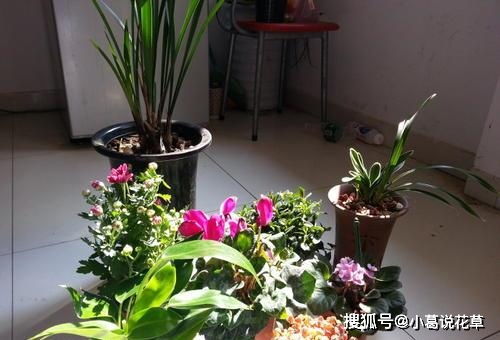 孕妇梦见肥料花或给花草浇水施肥，预示着什么好兆头？