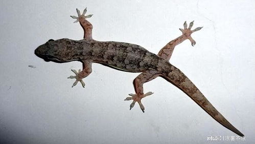 家里进两只小壁虎，是吉是凶？图解大全