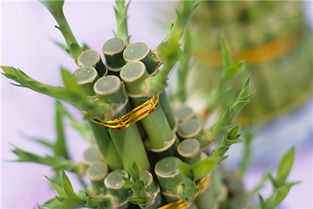 (1) 方位选择的理论依据