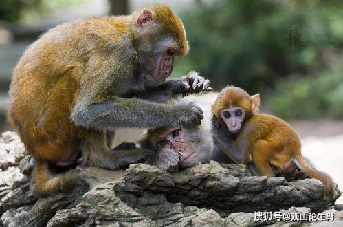 2026年属猴的人需要注意哪些大灾之年可能发生的事情？