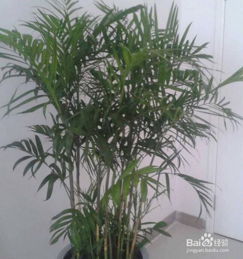 家里种竹子风水怎么样？适合室内种植吗？