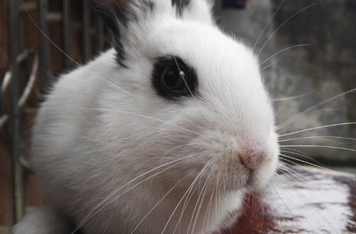 难道1975年兔的克星排行榜上，狗真的位居第一名吗？