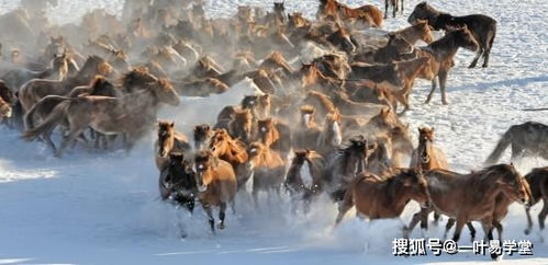 1. 植物配置的主导地位