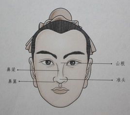 2. 鼻梁高度：气势与权威感