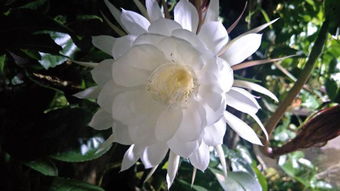 一、 昙花形态学概述