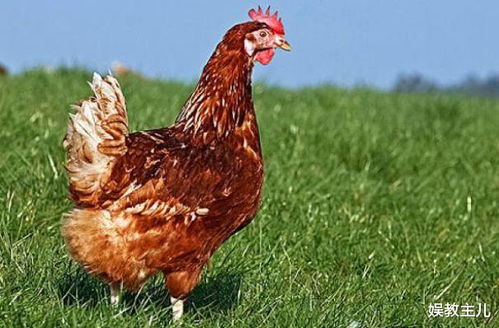 属鸡女人婚姻如何，夫妻双方属鸡是否相配？