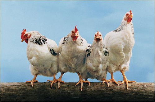 鸡年属相的最佳婚配属相是哪个？有没有推荐的八字相配？