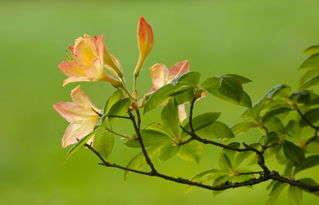 柳绿花红指的是哪个生肖？嫩否详细解释这个生肖的含义？