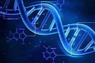四、 遗传因素：家族血脉中的易感性