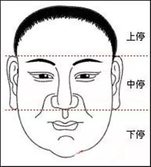 鼻子的具体特征解析