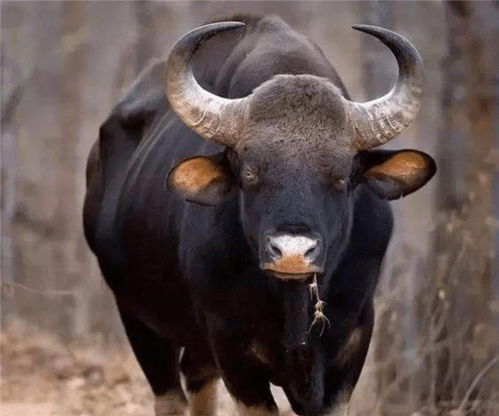 梦见牛打架是什么征兆？佛滔（梦见堪牛打架）预示着什么？