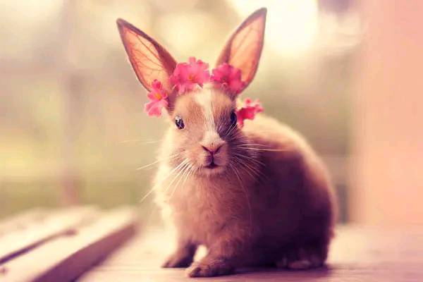 属兔2026年每月财运和财运数字推荐分别指什么？