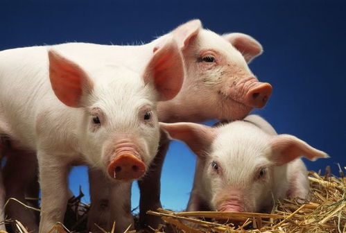 2026年生肖猪四月运势中，哪个月份财运最为旺盛？