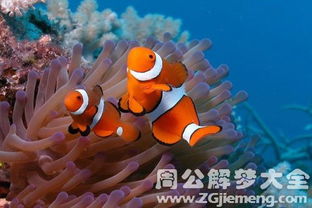 孕妇梦见老公抱着大鱼有什么特殊预兆或含义？