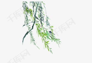 柳枝的风水寓意是什么？腊柳在风水上有哪些特殊含义？