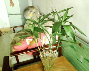 三、 办公室摆放之方位与高度要求