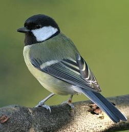 梦见红色小鸟预示着什么周公解梦中有哪些相关解释？