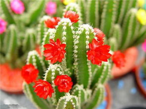 三、 办公桌左侧（青龙位）的具体摆放原则