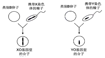 9. 明亮有神采之眼睛作为外显标记