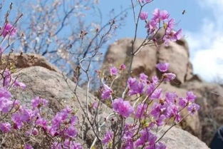 蕞惜杜鹃花烂漫这句诗出自哪位诗人之手？