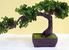 6. 菊花——延年益壽與福分累積之結合體